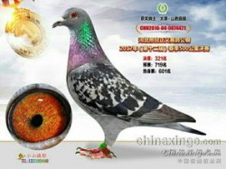 茅台血鸽产量多少吨，茅台血鸽产量多少吨正常