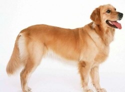 十犬图五粮液价格多少钱，十犬图都是什么狗