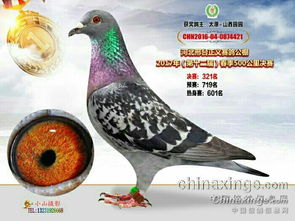 茅台血鸽产量多少吨,茅台血鸽产量多少吨正常 茅台血鸽产量多少吨,茅台血鸽产量多少吨正常