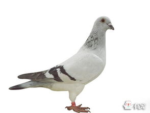 茅台血鸽产量多少吨,茅台血鸽产量多少吨正常 茅台血鸽产量多少吨,茅台血鸽产量多少吨正常