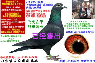 茅台血鸽产量多少吨,茅台血鸽产量多少吨正常 茅台血鸽产量多少吨,茅台血鸽产量多少吨正常