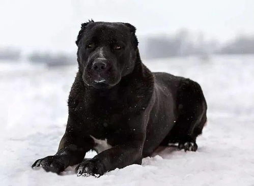 十犬图五粮液价格多少钱,十犬图都是什么狗 十犬图五粮液价格多少钱,十犬图都是什么狗