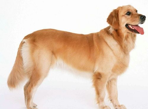 十犬图五粮液价格多少钱,十犬图都是什么狗 十犬图五粮液价格多少钱,十犬图都是什么狗