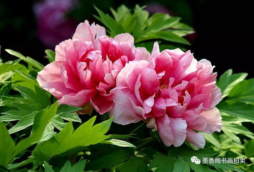 五粮液牡丹富贵好喝吗多少钱,五粮液牡丹花 五粮液牡丹富贵好喝吗多少钱,五粮液牡丹花